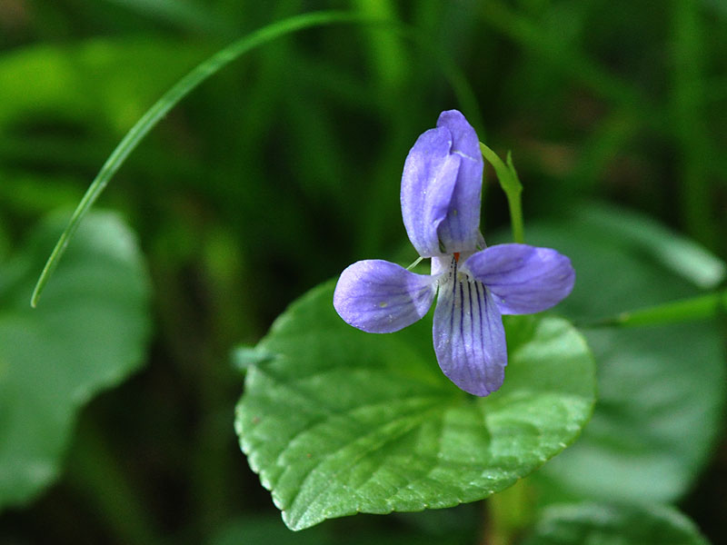 <i>Viola labradorica</i>
