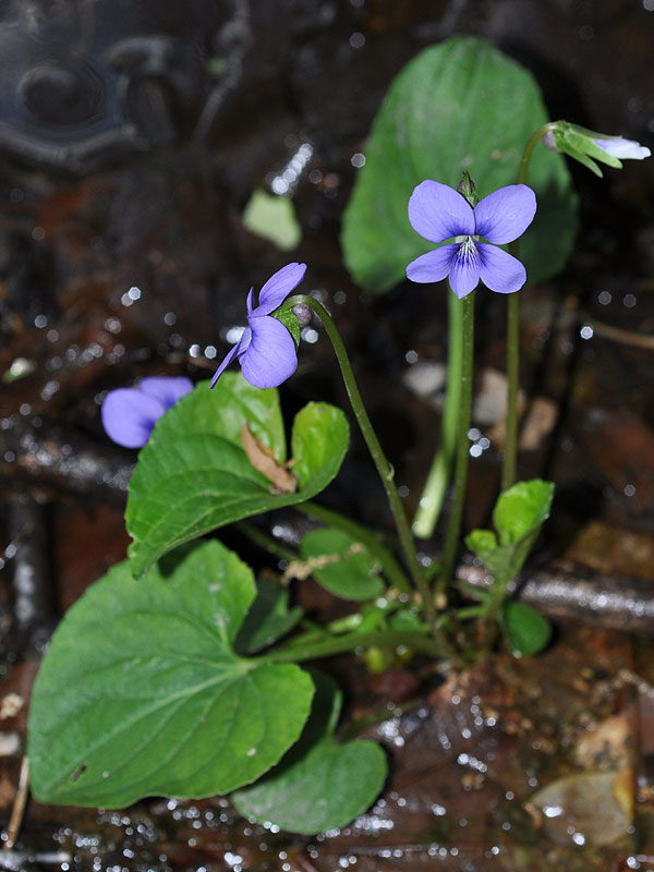 <i>Viola cucullata</i>