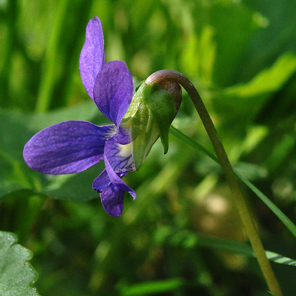 <i>Viola sororia</i>