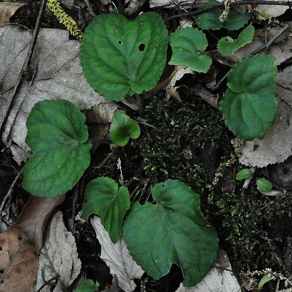 <i>Viola rotundifolia</i>
