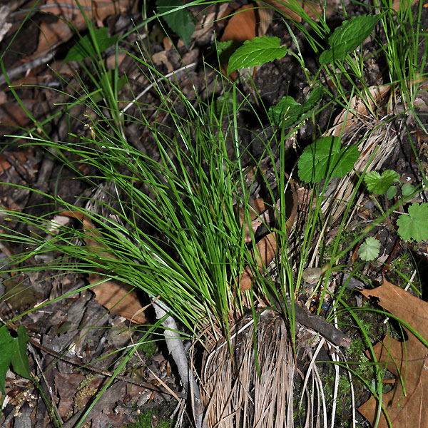 Trichophorum planifolium