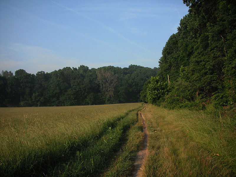 Creek Road, June 2010