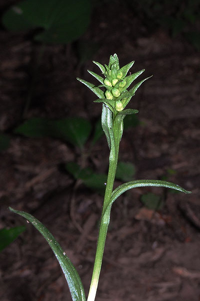 Green-fringe Orchis