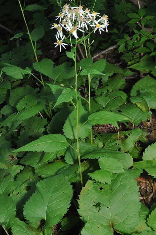 Schreber s Aster