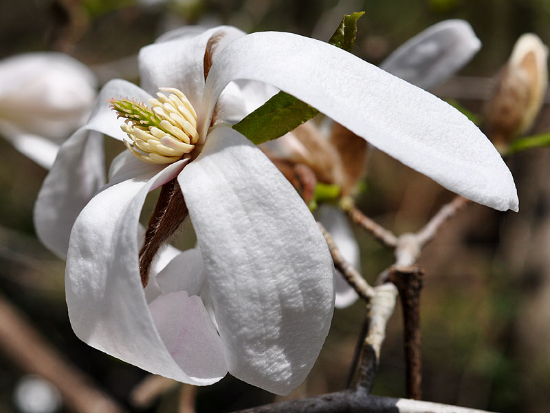 Kobus Magnolia