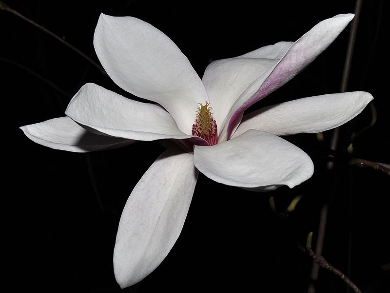 Magnolia ×soulangiana