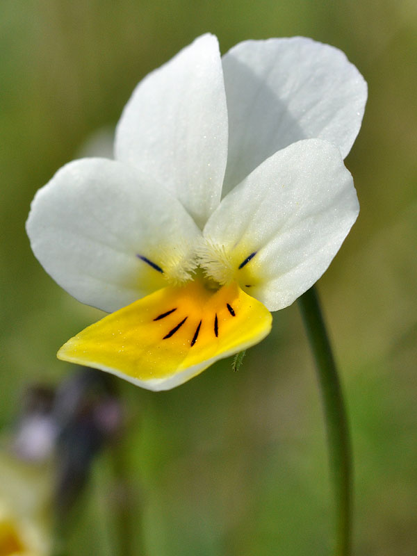 Small Wild Pansy