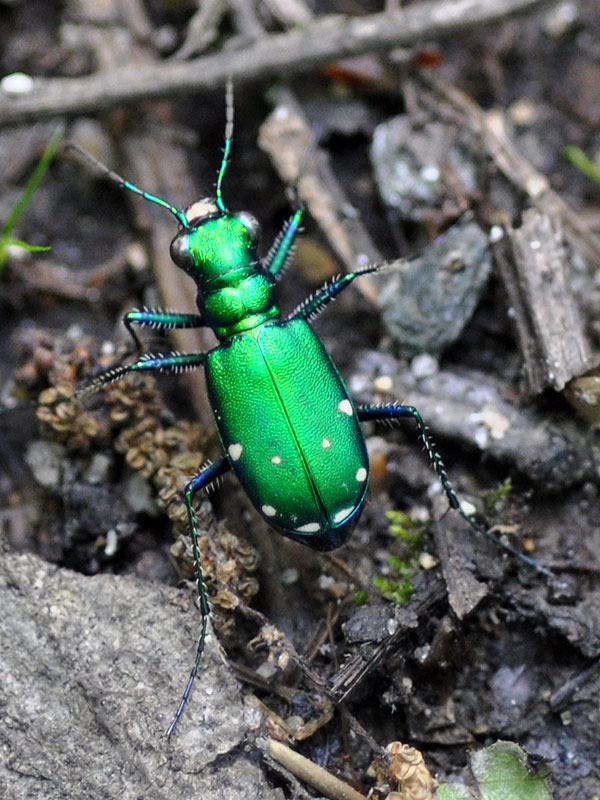 <a href=https://bugguide.net/node/view/605><i>Cicindela sexguttata</i></a>?<br>Six-spotted tiger beetle<br>Blackbird State Forest, May 2011