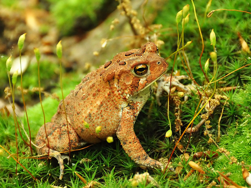 American toad <i>(Bufo americanus)</i><br>White Clay Creek State Park, May 2011
