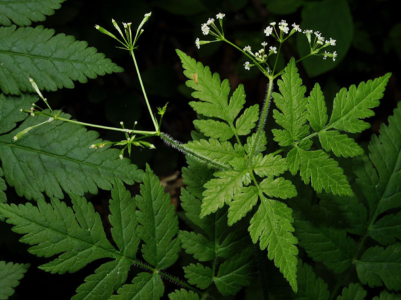 Bland Sweet-cicely