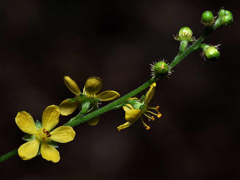 Agrimonia pubescens
