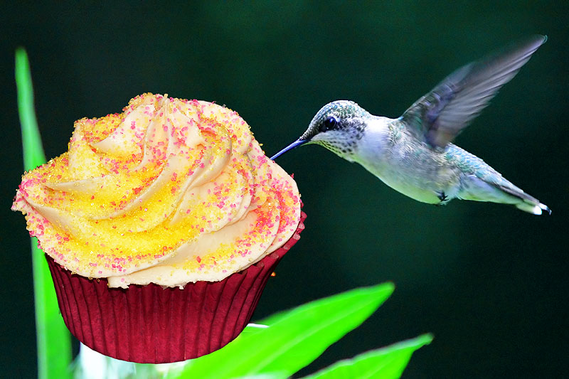 Hummingbird (banana, coconut, pineapple, & walnut) with pineapple filling and cream cheese frosting<br>August 18