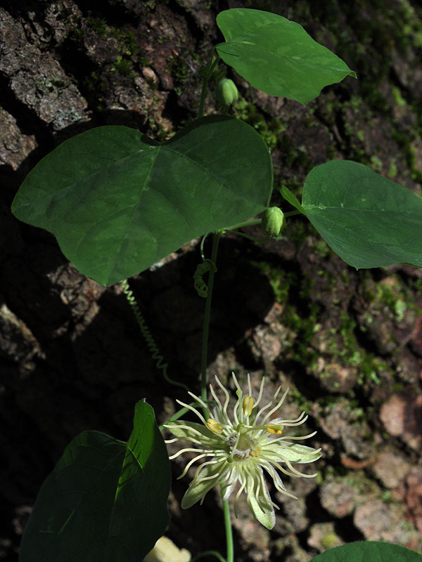 <i>Passiflora lutea </i>var. <i>lutea</i>