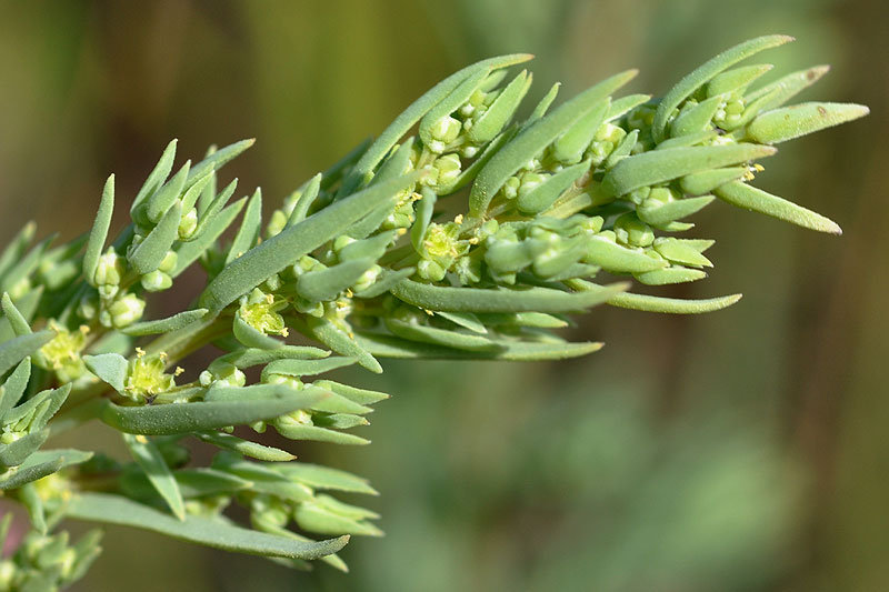 Herbaceous Seepweed
