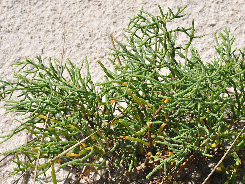 Salicornia virginica