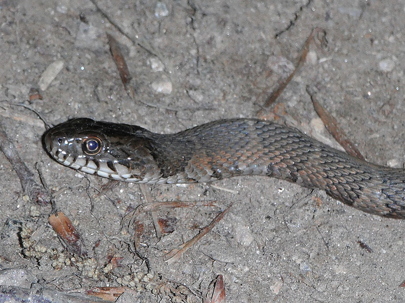 Northern water snake <i>(Nerodia sipedon)</i><br>Middle Run, May 2012