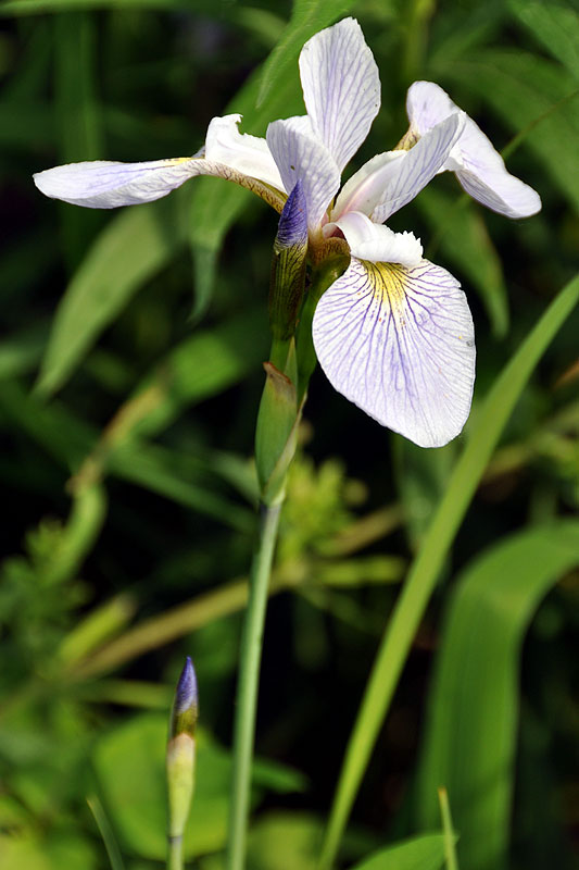 Blueflag Iris