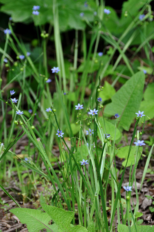 Pointed Blue-eyed-grass