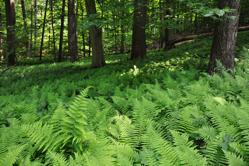 Hay-scented Fern