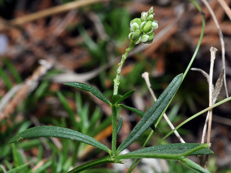 Polygala verticillata var. verticillata