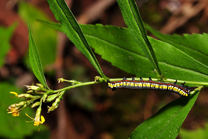 Caterpillar on <a href=plant.php?id=1904><i>Solidago caesia</i></a><br>September 2014
