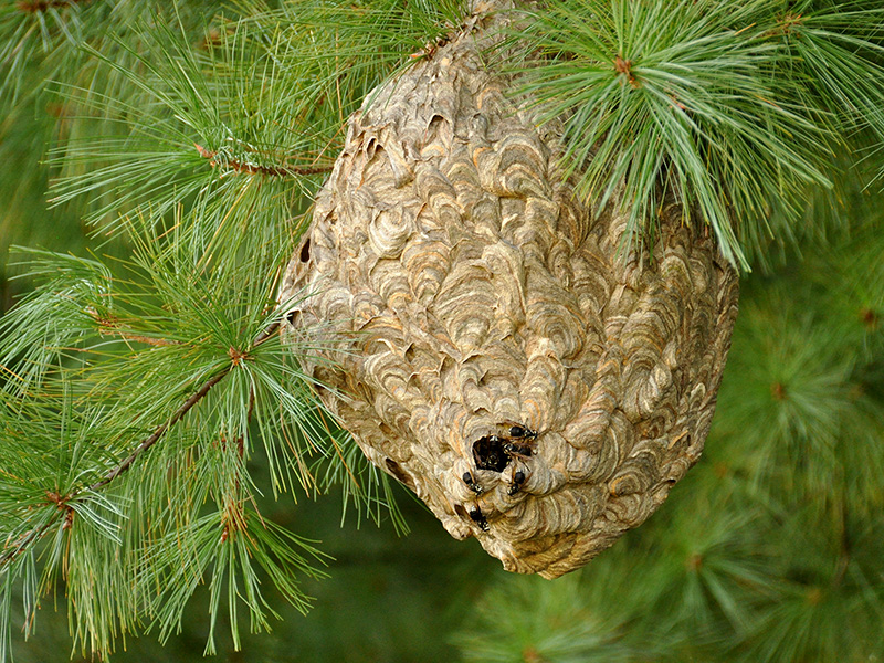 Hornet nest<br>September 2015