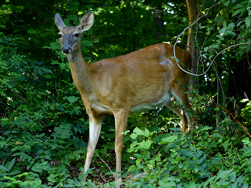 Deer<br>Pomeroy trail, June 2016