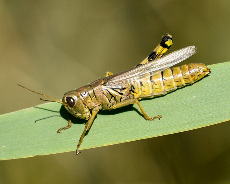 Five-legged grasshopper, Cape Henlopen State Park, September 2017