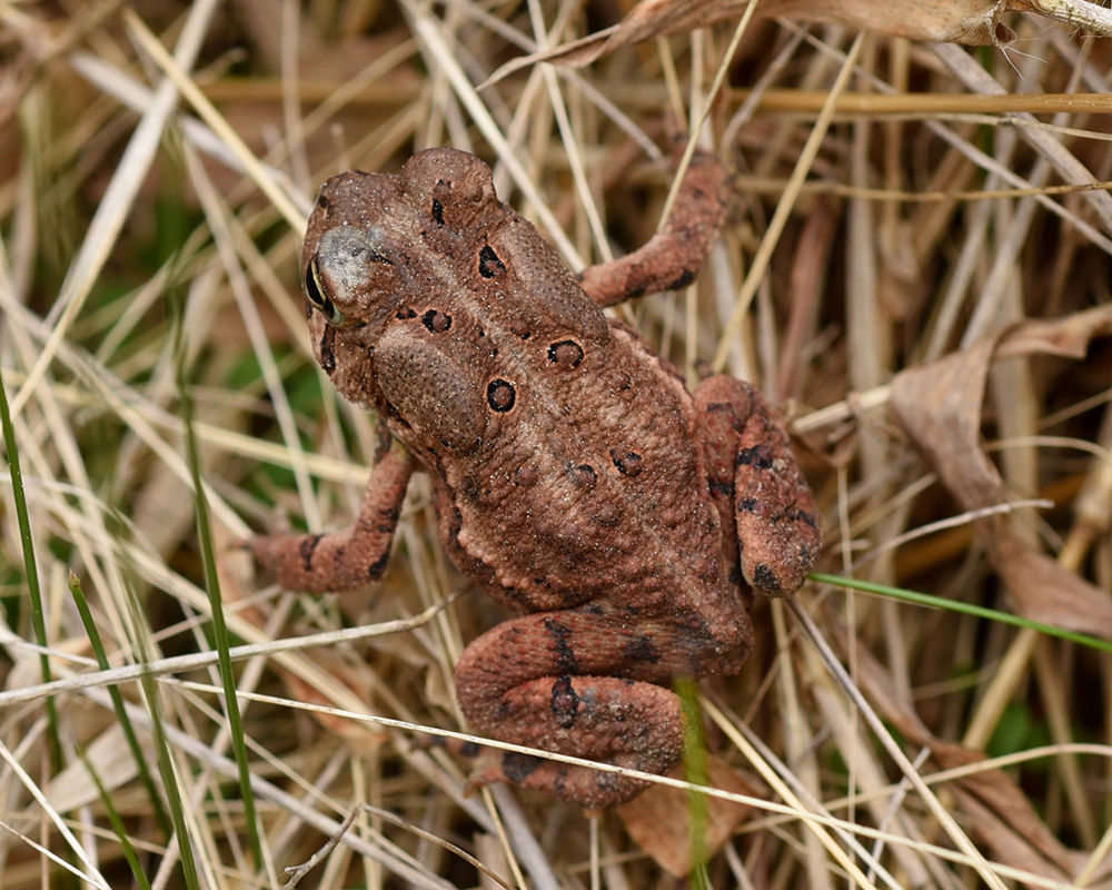 American toad <i>Bufo americanus</i><br>Rock Springs Nature Preserve (PA), April 2019