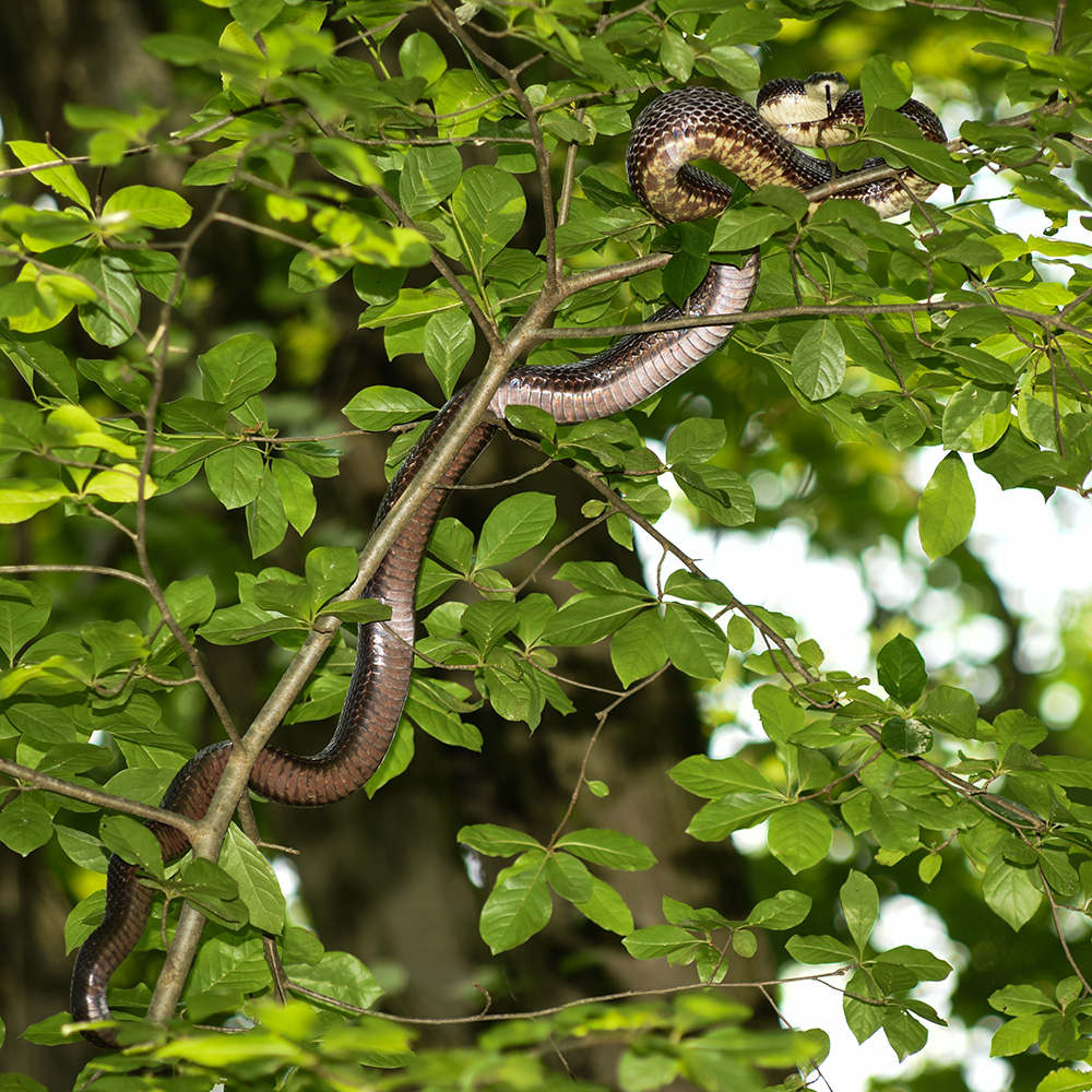 Black snake <i>(Pantherophis alleghaniensis</i>, syn. <i>Elaphe obsoleta)</i><br>June 2019