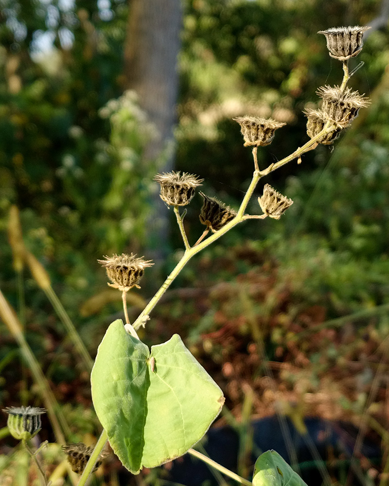 Velvet-leaf