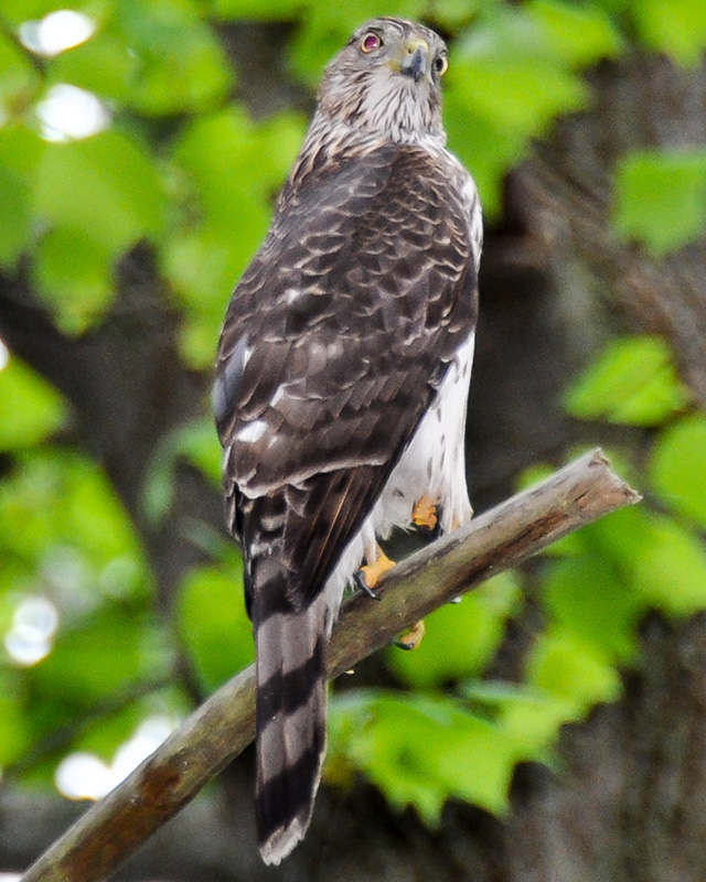 Accipiter striatus