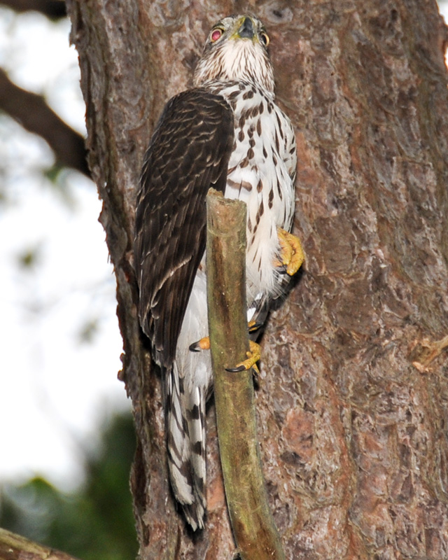 Accipiter striatus