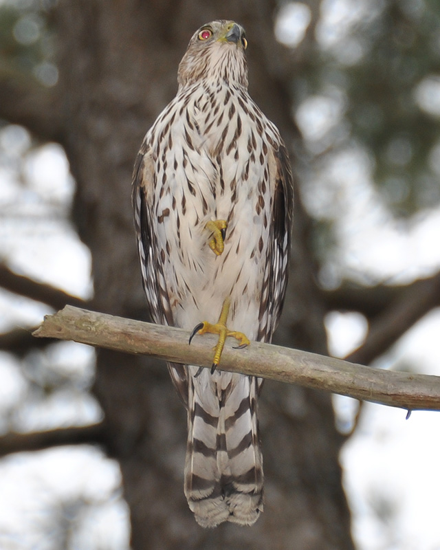 Accipiter striatus