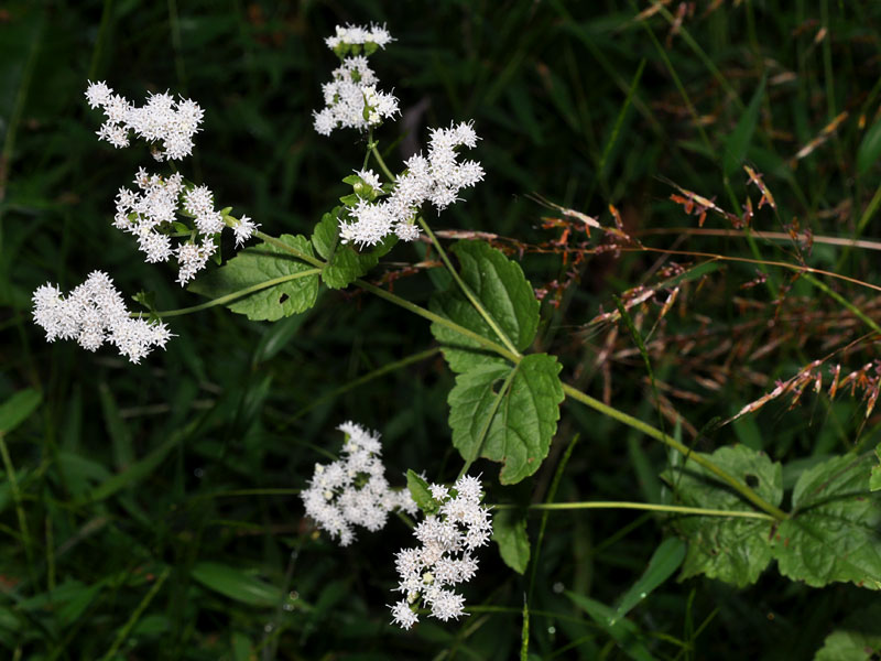 Ageratina aromatica