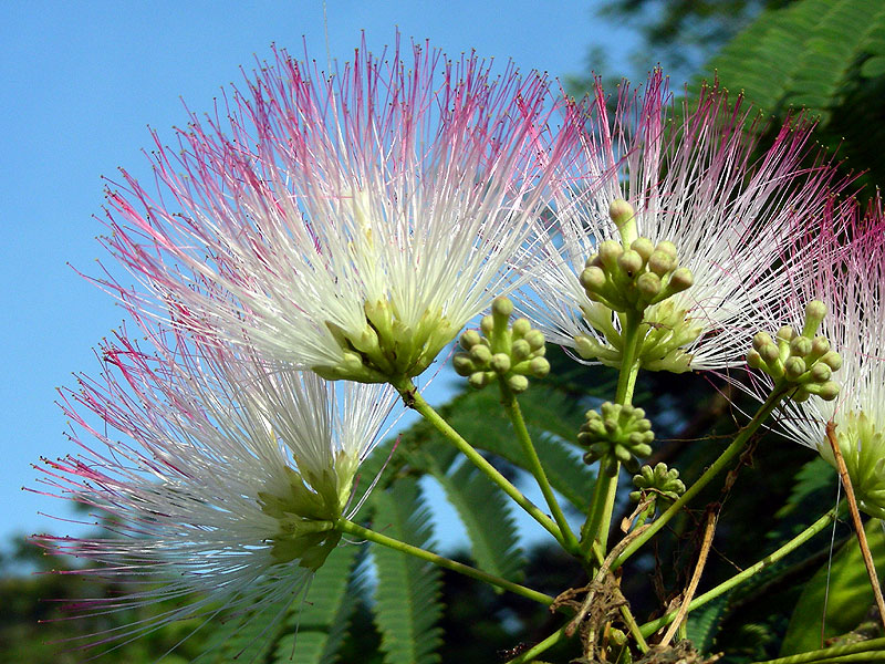 Silk Tree Mimosa