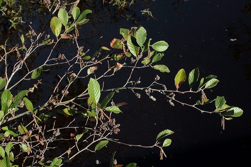 Alnus maritima subsp. maritima