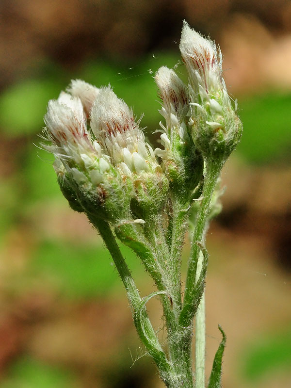 Antennaria parlinii subsp. parlinii