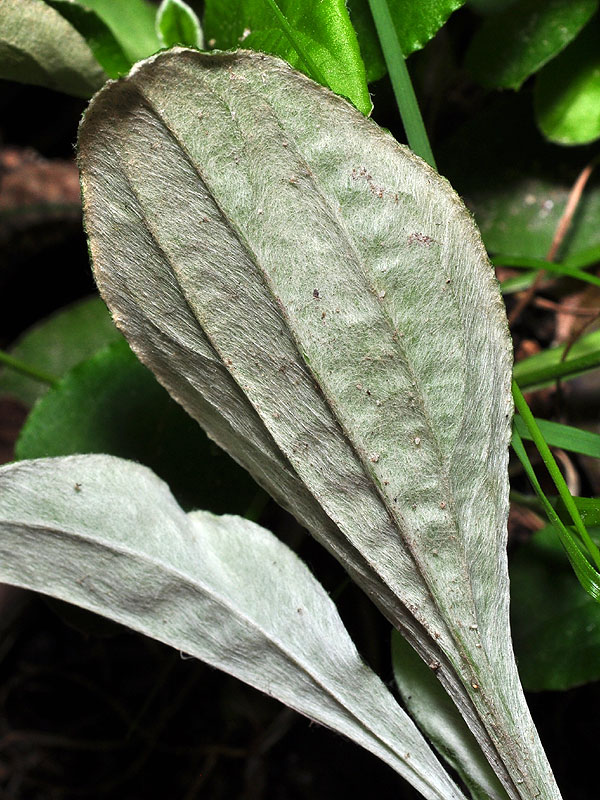 Antennaria parlinii subsp. parlinii
