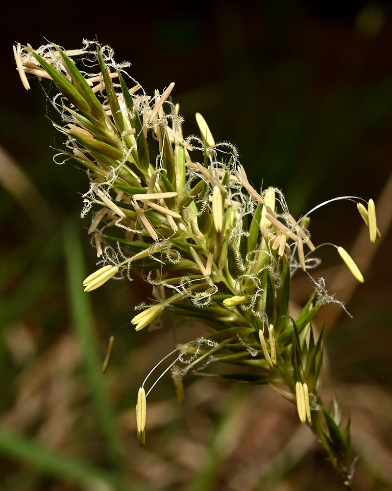 Anthoxanthum odoratum