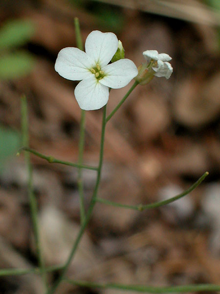 Arabidopsis lyrata subsp. lyrata