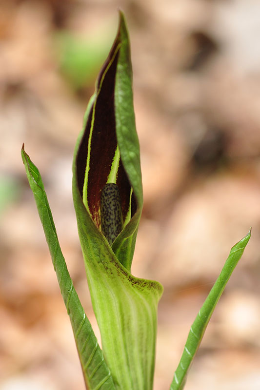 Swamp Jack-in-the-pulpit