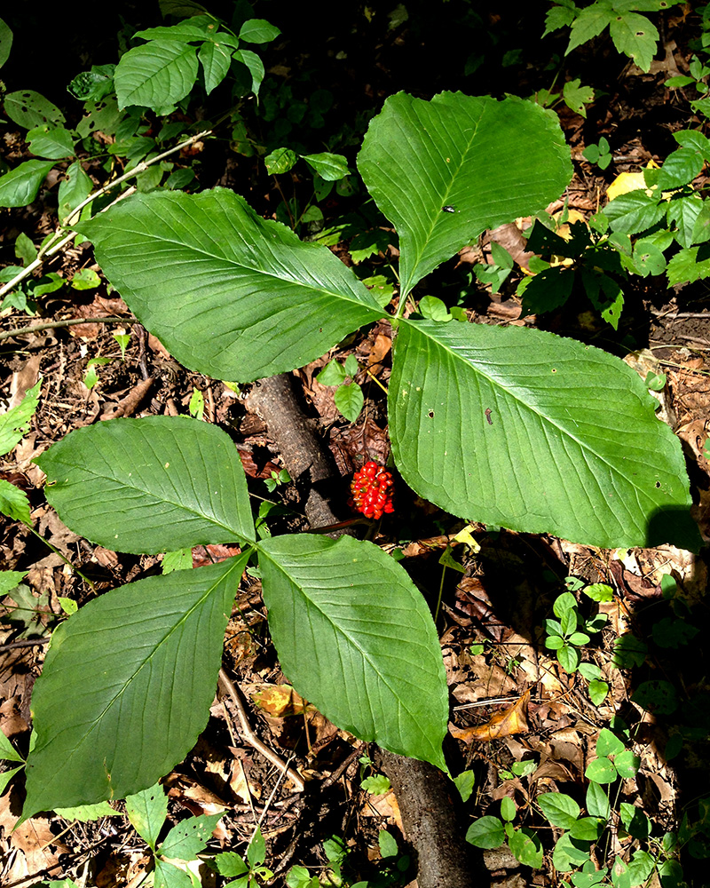 Swamp Jack-in-the-pulpit