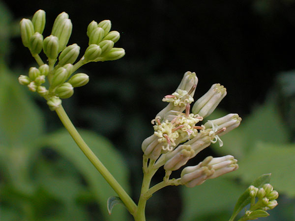 Pale Indian-plantain