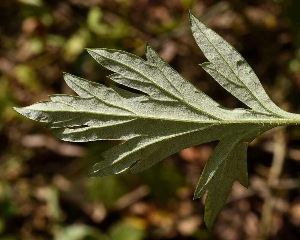 <i>Artemisia vulgaris</i>