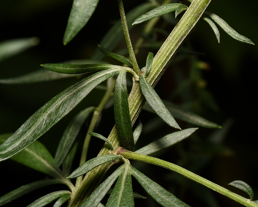 <i>Artemisia vulgaris</i>