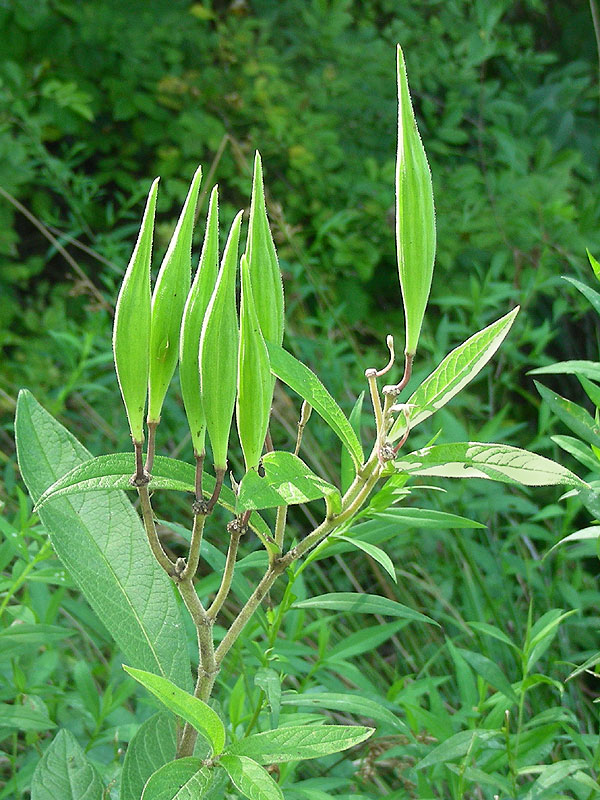 Asclepias incarnata subsp. pulchra