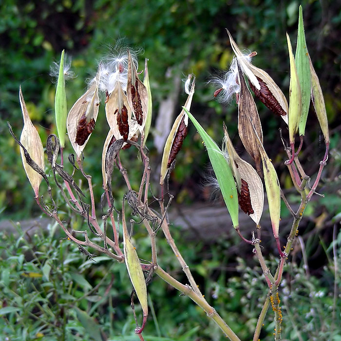 Asclepias incarnata subsp. pulchra