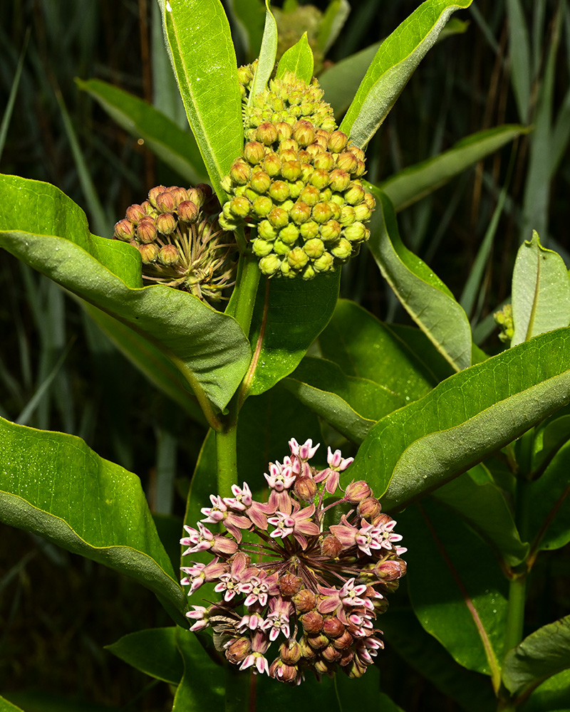 <i>Asclepias syriaca</i><br>Common Milkweed
