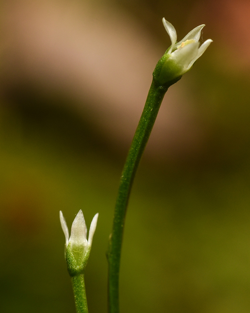 Bartonia paniculata subsp. paniculata